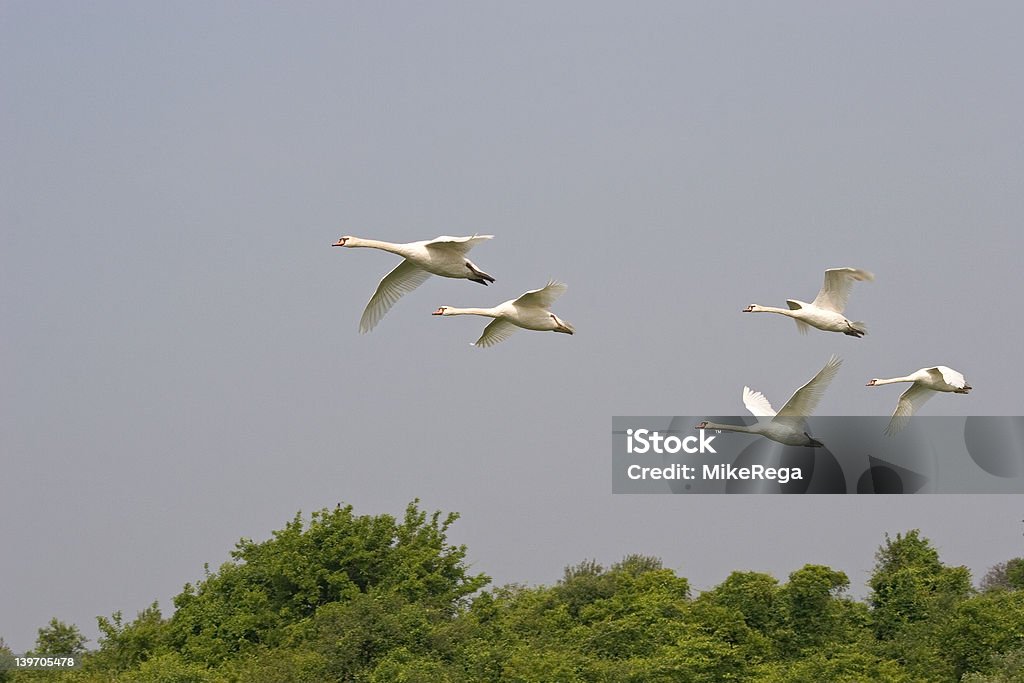 Swans volare nel Parco nazionale di Gateway - Foto stock royalty-free di A mezz'aria