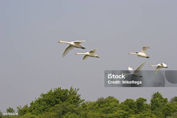 Swans Volare Nel Parco Nazionale Di Gateway - Fotografie stock e altre immagini di A mezz'aria - A mezz'aria, Accessibilità, Ala di animale