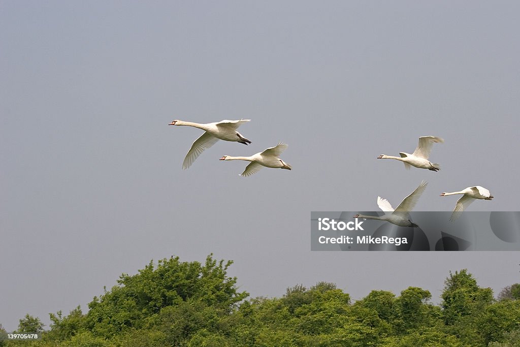 Swans voar sobre Parque Nacional de Gateway - Royalty-free Acessibilidade Foto de stock