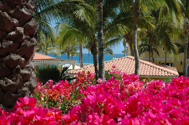 istock Garden view of rooftops in Cabo San Lucas, Mexico 139705493