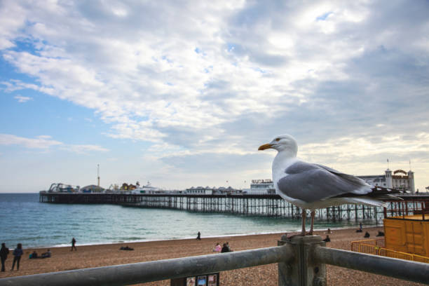Seagull at the beach, Brighton Palace Pier, Brighton, United Kingdom.