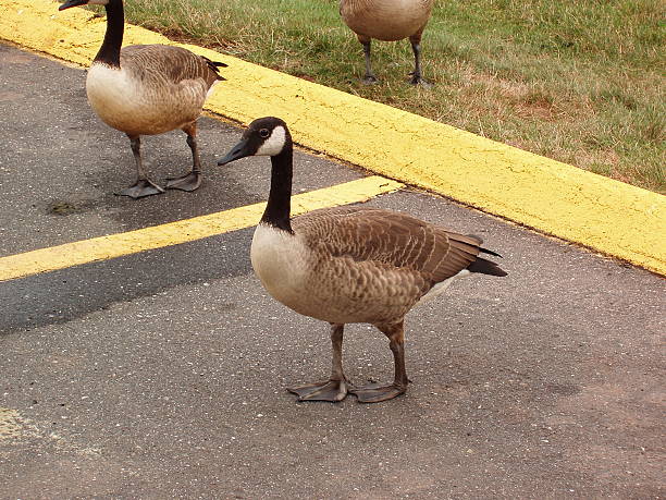 Geese or ducks on a parking lot stock photo