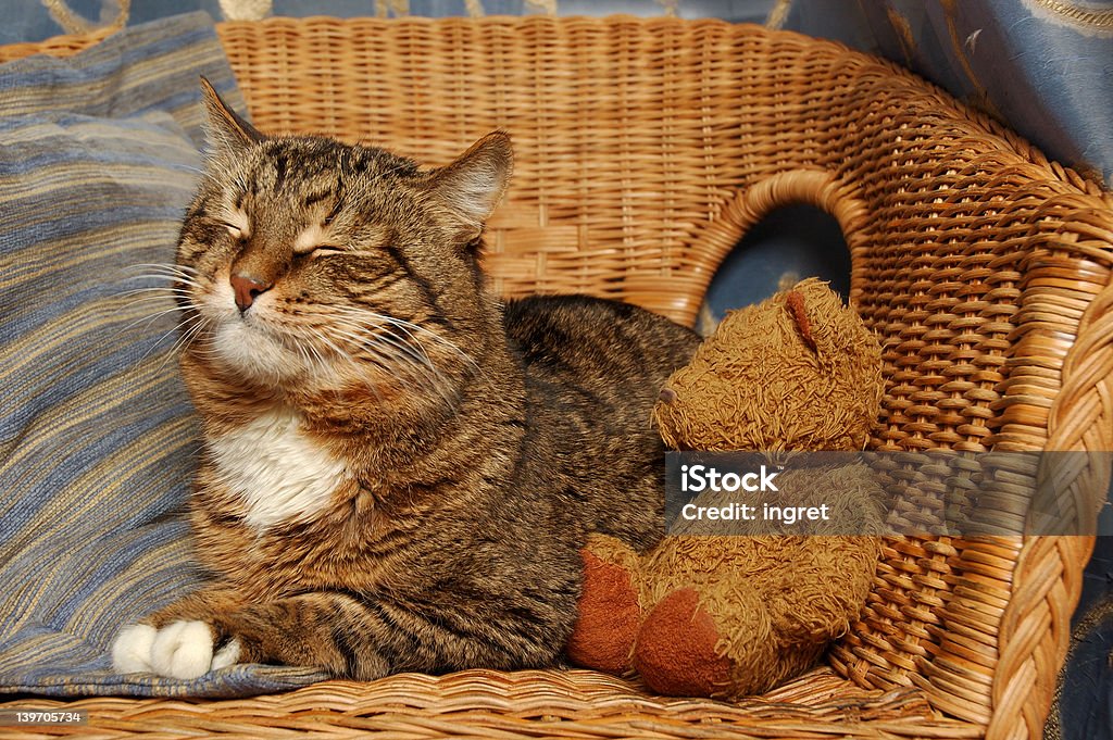 Zu voulons sommeil - Photo de Animaux de compagnie libre de droits