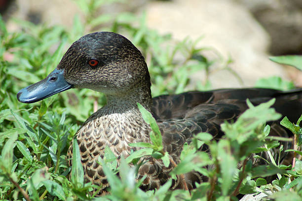 Grey Teal Duck A Grey Teal Duck nestled amongst a ground covering plant. grey teal duck stock pictures, royalty-free photos & images