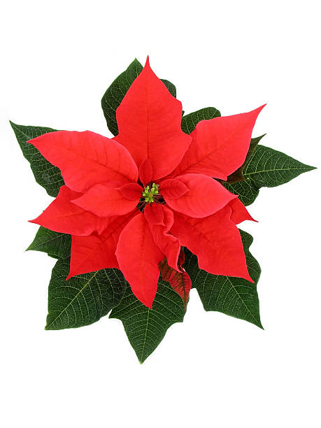 bico-de-papagaio - isolated on white growth symbol poinsettia - fotografias e filmes do acervo