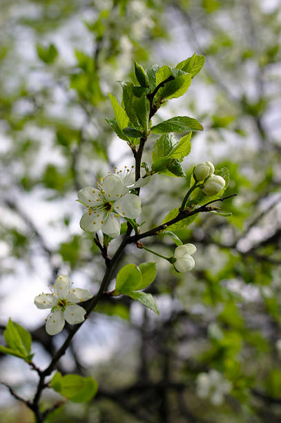 istock white flowers on a branch in spring 1397058501