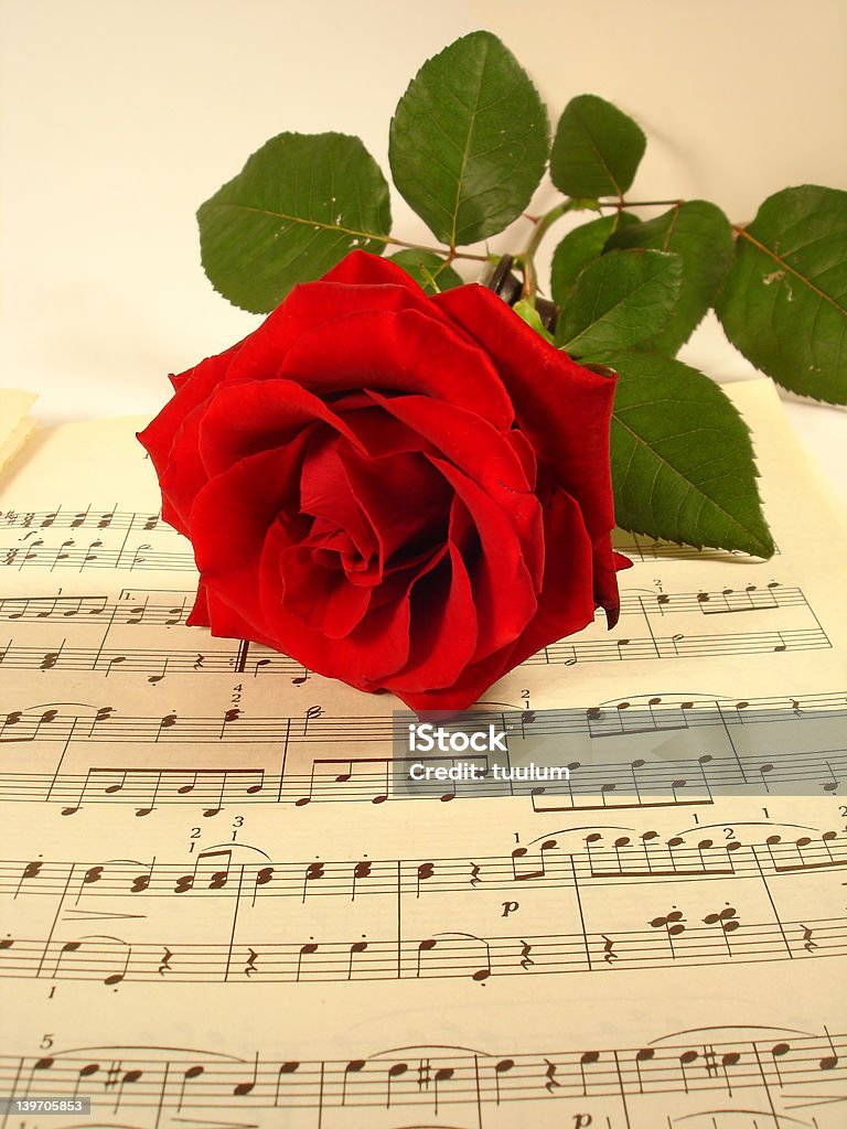 Czerwona róża - Zbiór zdjęć royalty-free (Biały)