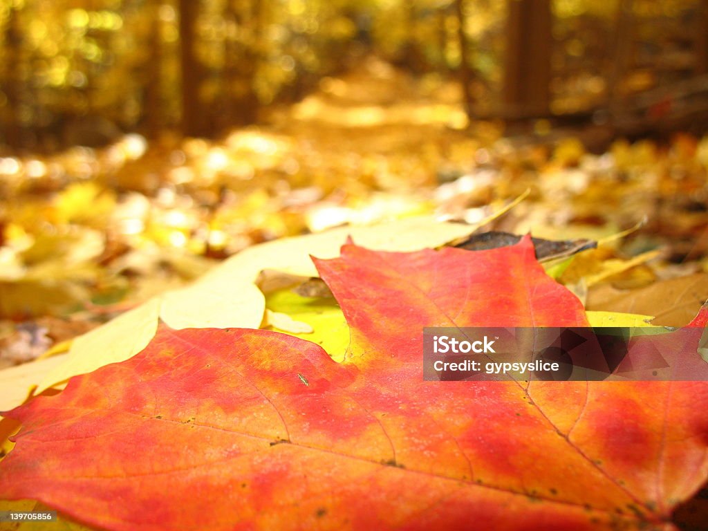 Folhas de outono - Foto de stock de Longa Caminhada royalty-free