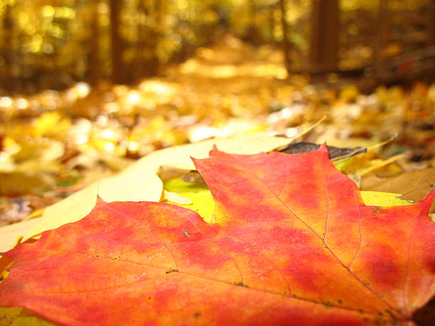 Cтоковое фото Autumn листья