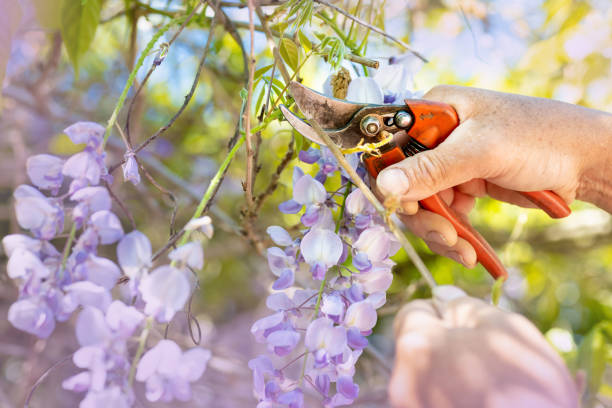 gardening in the spring cut your wisteria - snoeien stockfoto's en -beelden