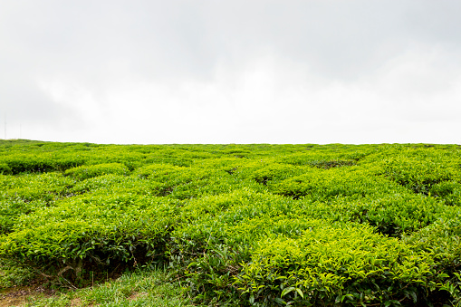 View Of Cau Dat Tea Plantation In Dalat, Vietnam.