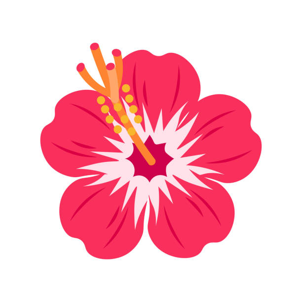 illustrazioni stock, clip art, cartoni animati e icone di tendenza di illustrazione di un ibisco rosso - hibiscus single flower flower red