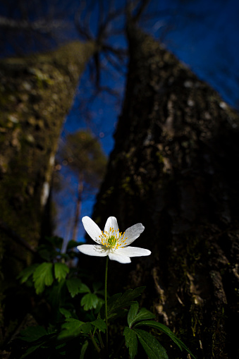Portrait of a single wood anemone against an old birch tree