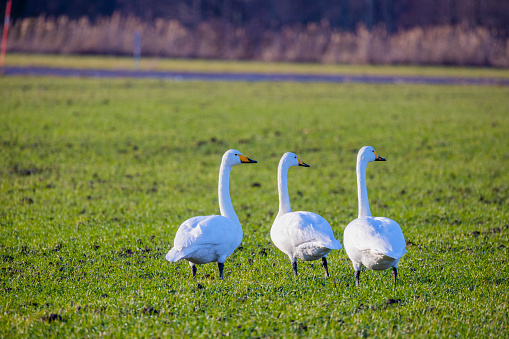 Swans on a agricultural field farm land
