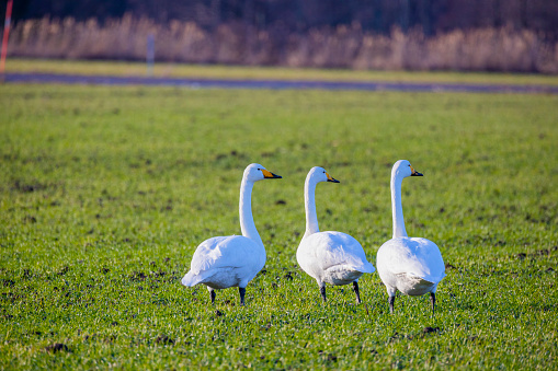 White mute swan coming close for food in November