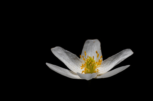 Portrait of wood anemone agains black background