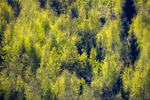 Spring leafs in a spring forest