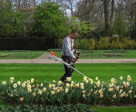 gardener working on the grounds of the formal gardens of the famous Keukenhof, in the springtime, in Lisse