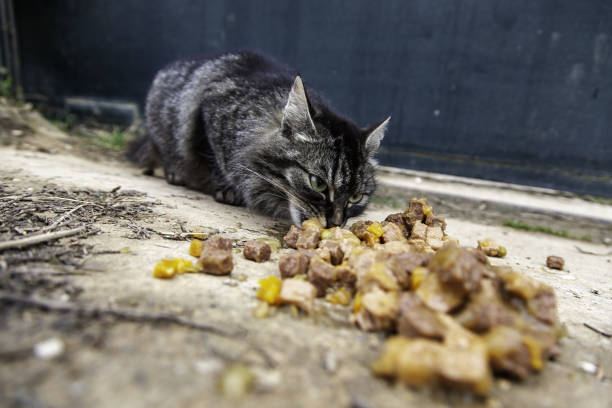 istock Cat eating in the street 1397060851