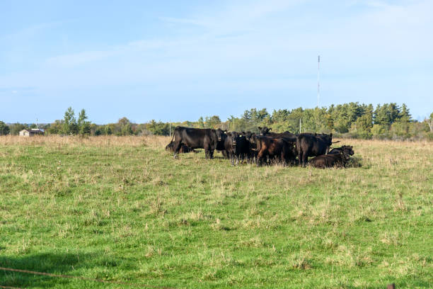 istock Black cattle in a field on a clear fall day 1397060887