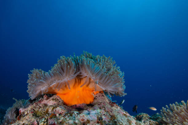 Anemones Maldivian anemones sea anemone stock pictures, royalty-free photos & images