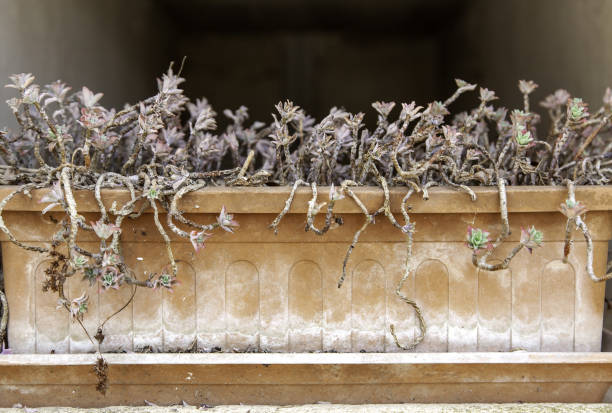 istock Dried cactus in a pot 1397061039