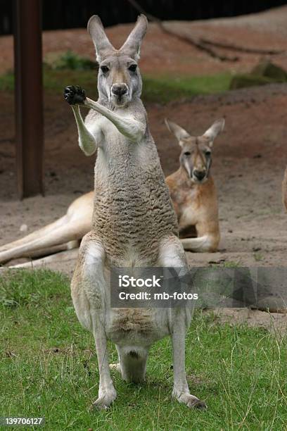 Kangaroos Foto de stock y más banco de imágenes de Canguro rojo - Canguro rojo, Canguro, Estar de pie