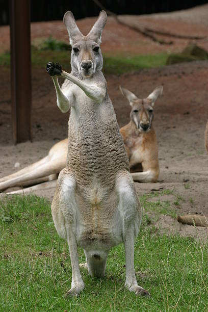 Kangaroos stock photo