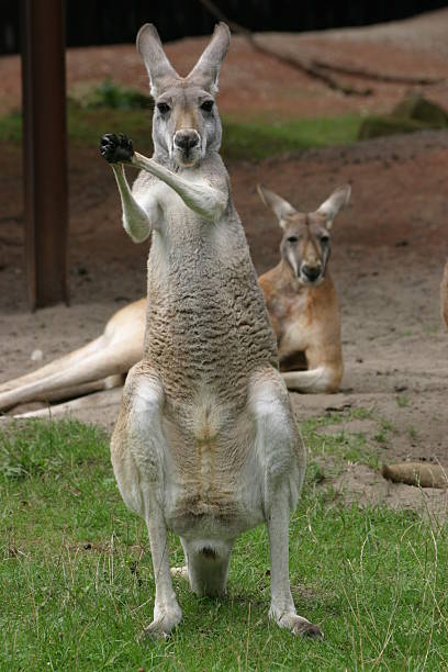 Kangaroos Applausing kangaroo red kangaroo stock pictures, royalty-free photos & images