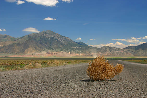 Tumbleweed in middle of road by mountains stock photo