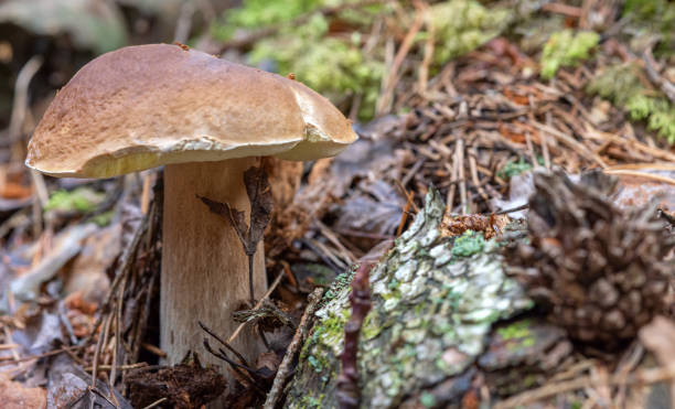 istock medium penny bun mushroom in forest 1397062345
