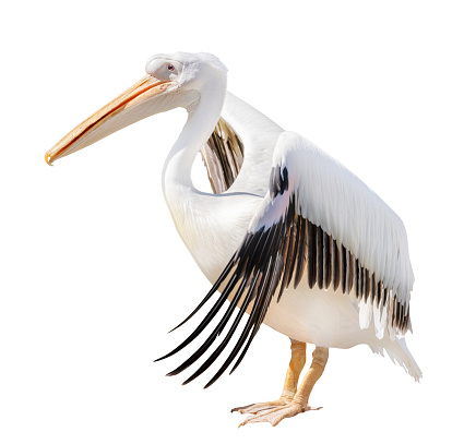 large pelican isolated on white background