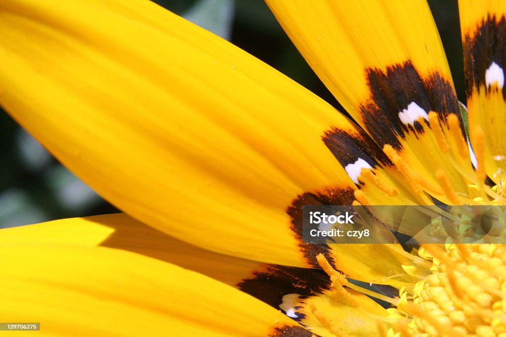 Primo piano del fiore giallo - Foto stock royalty-free di Accessibilità
