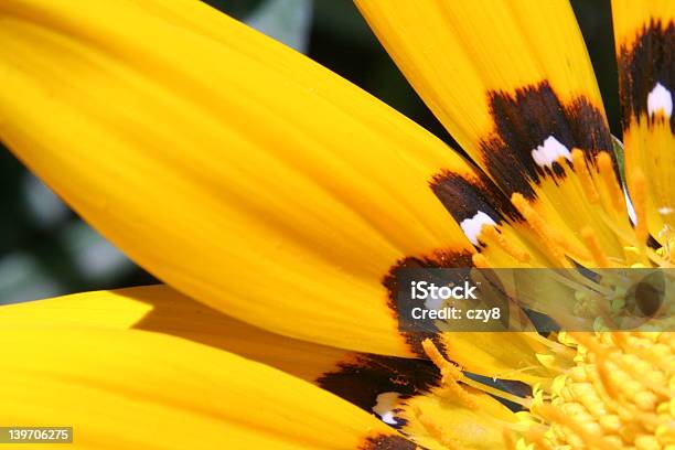 Amarelo Flor Grande - Fotografias de stock e mais imagens de Acessibilidade - Acessibilidade, Amarelo, Beleza