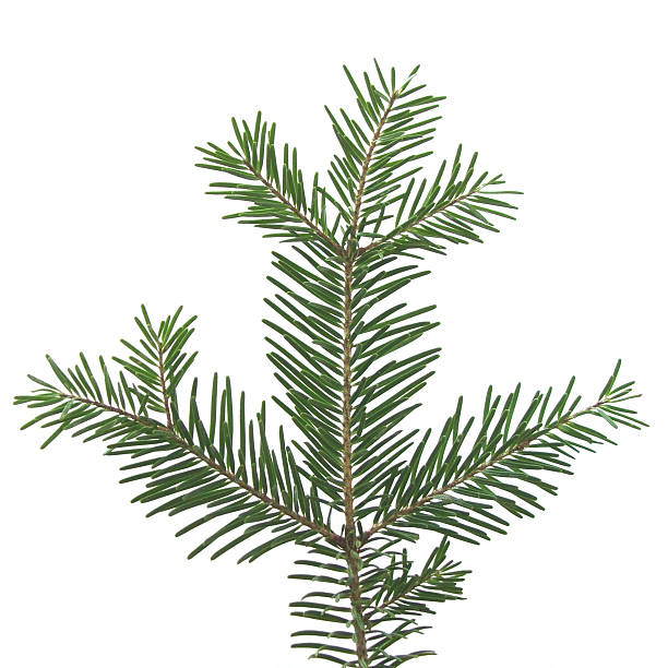 Pine branch stock photo