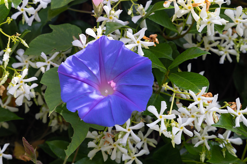 Purple morning glory flower against a background of white jasmine