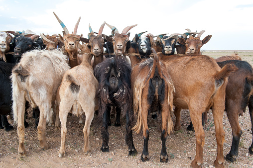 Goats tied to their heads wait to be milked by Mongolian nomads