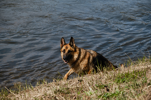 A happy wet German Shepherd does not want to climb ashore from river on warm summer day. Dog likes to swim in the pond in spring park.
