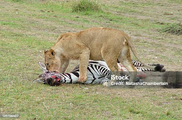 Lwica Żywienia - zdjęcia stockowe i więcej obrazów Afryka - Afryka, Dzikie zwierzęta, Fotografika