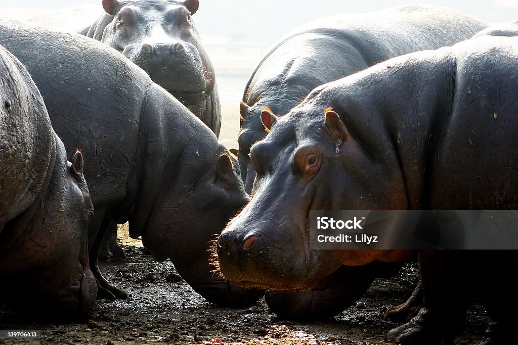 hipopotam - Zbiór zdjęć royalty-free (Afryka)