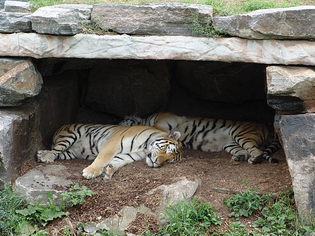 Tired tigers stock photo