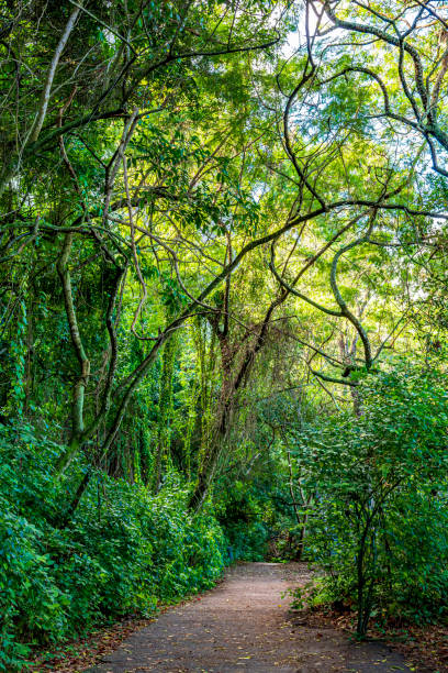 Path through the rainforest in the hills of the city of Rio de Janeiro, Brazil
