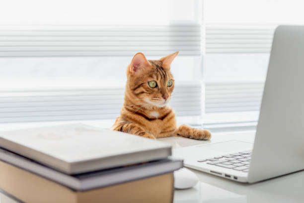 istock A red cat is working on a project in his room behind a laptop. 1397065793