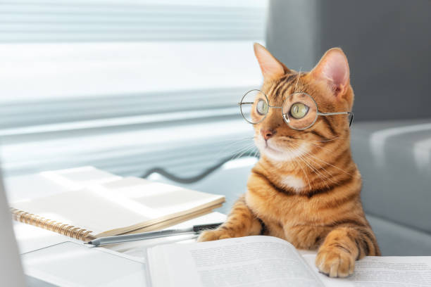 istock Bengal cat with glasses at the table with books 1397065815