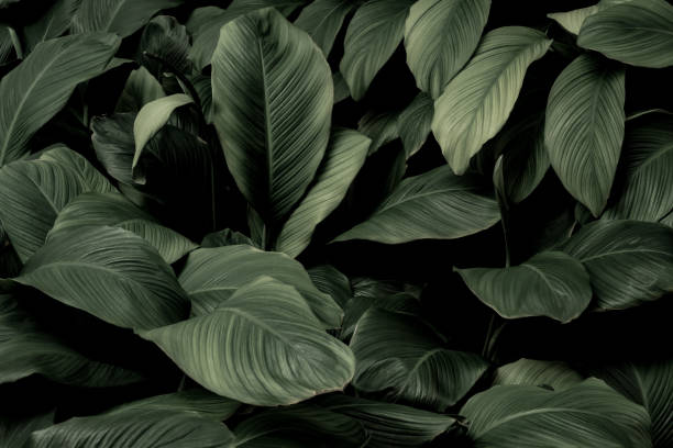istock Abstract green leaf texture nature background tropical leaves 1397065914