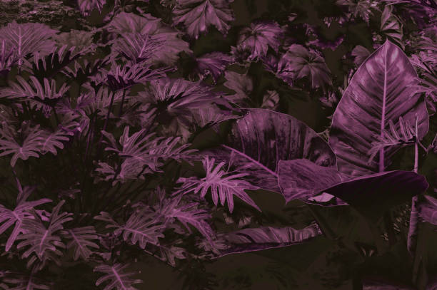 istock Abstract green leaf texture nature background tropical leaves 1397065985