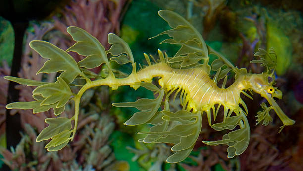 Leafy Sea Dragon Large (10 inch) Leafy Sea Dragon. seadragons photos stock pictures, royalty-free photos & images