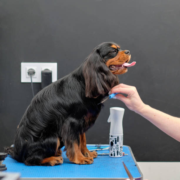 istock Female groomer combs a black cocker spaniel with a comb 1397067268