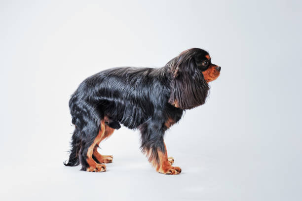 istock A beautiful spaniel dog stands on a light background after grooming 1397067275