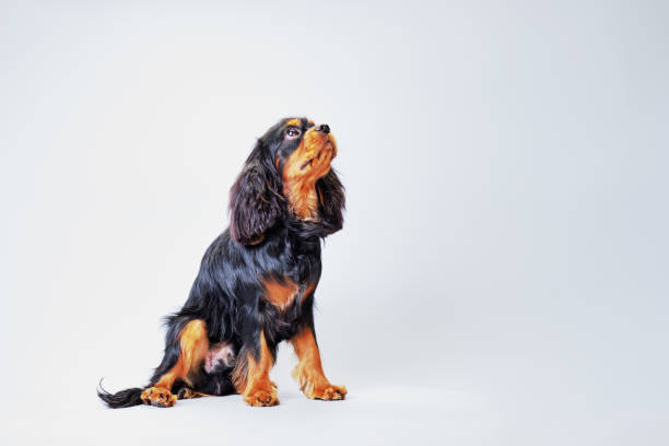 istock cute spaniel dog on a light background with a well-groomed coat 1397067276
